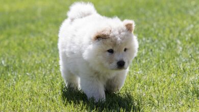 The 5 most common health problems in Chow Chow
