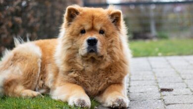 15 Best Foods for Chow Chow Allergies