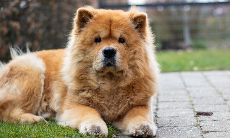 15 Best Foods for Chow Chow Allergies