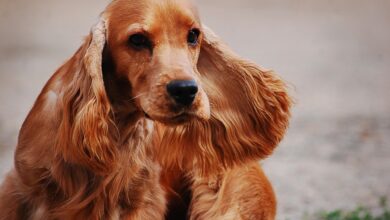5 undeniable signs your Cocker Spaniel loves you