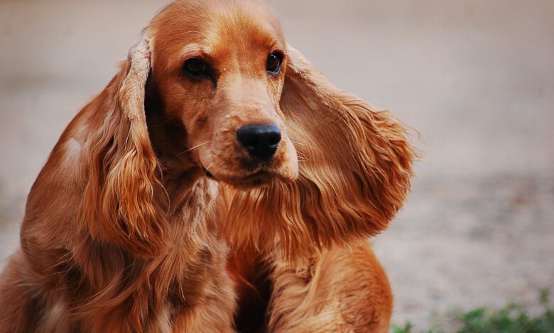 5 undeniable signs your Cocker Spaniel loves you