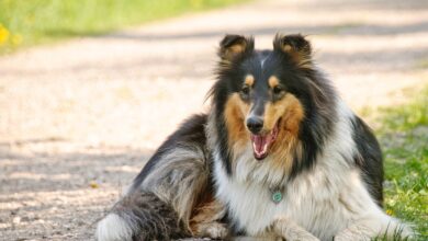 13 things to know before bringing home a new Collie