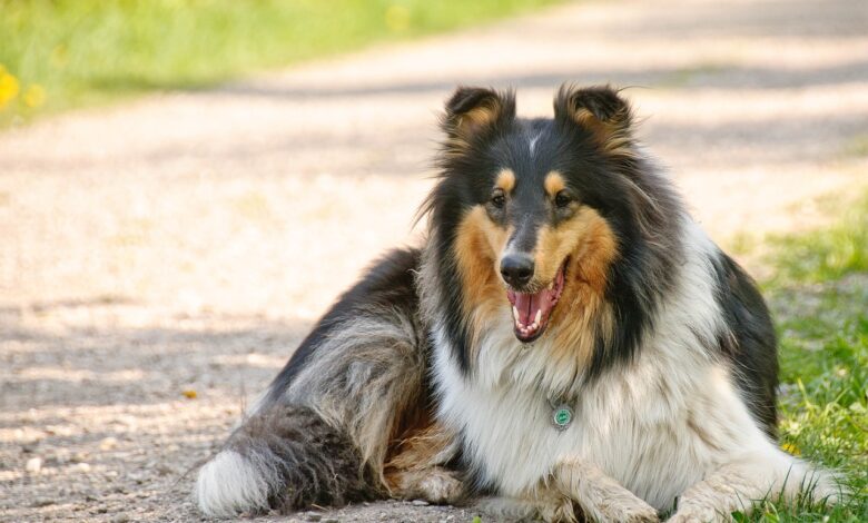 13 things to know before bringing home a new Collie