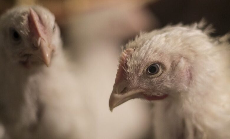 The life of a chicken in the factory farm