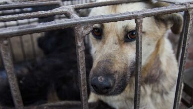 8 Years of Investigation of Dog and Cat Meat Trade