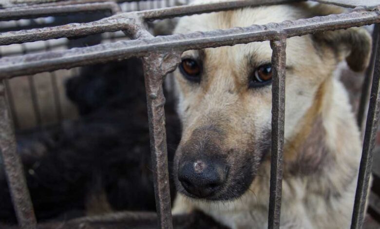 8 Years of Investigation of Dog and Cat Meat Trade