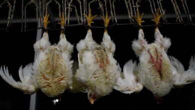 New images from Animal Equality show the short but harsh life of chickens