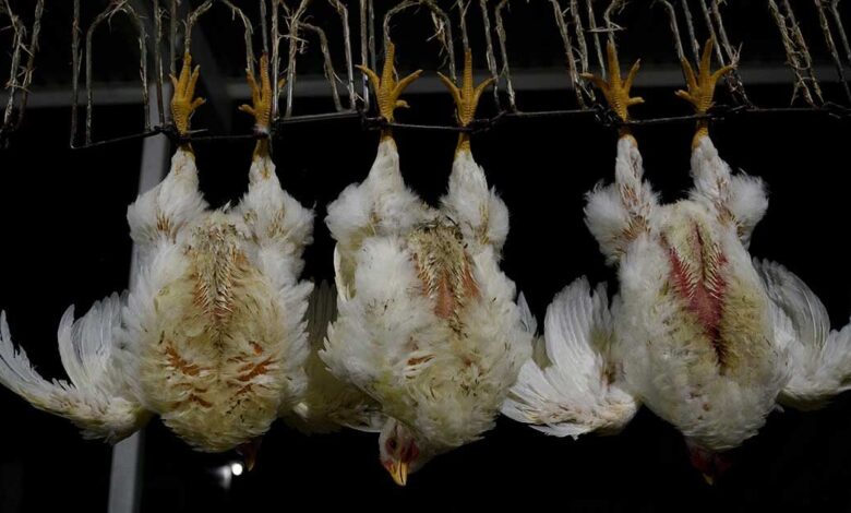 New images from Animal Equality show the short but harsh life of chickens