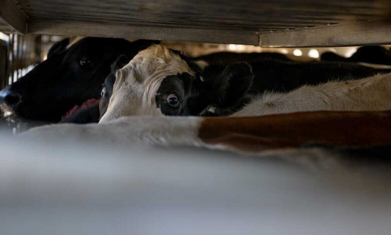 South Fork dairy farm fire kills 18,000 cows