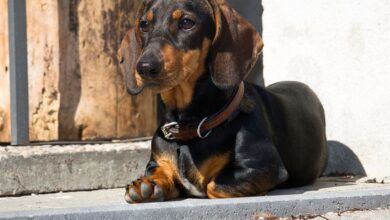 25 best foods for Dachshund dogs with arthritis