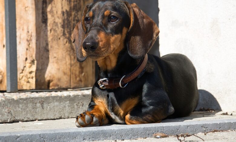 25 best foods for Dachshund dogs with arthritis