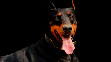The 5 most common health problems in Dobermans