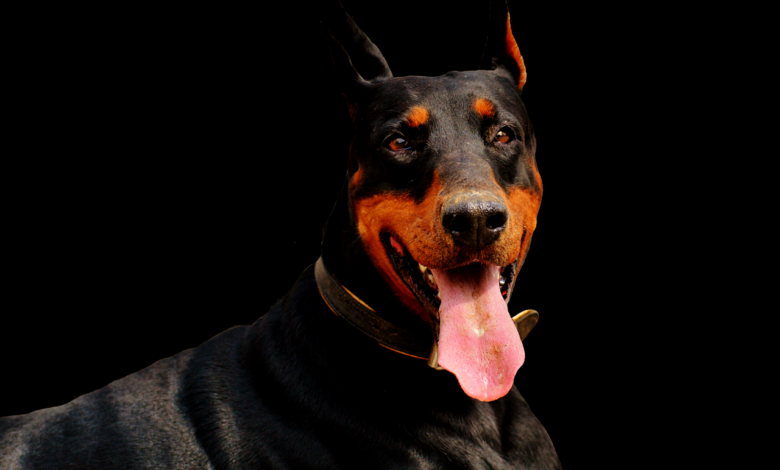 The 5 most common health problems in Dobermans