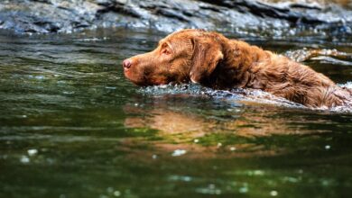 The 5 most common health problems in Chesapeake Bay Retrievers