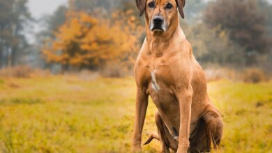 10 secrets to stopping your Rhodesian Ridgeback from barking
