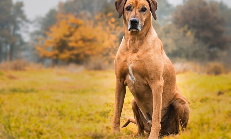 10 secrets to stopping your Rhodesian Ridgeback from barking