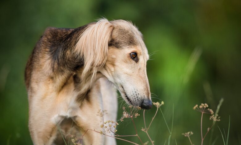 The 5 most common health problems in Greyhounds