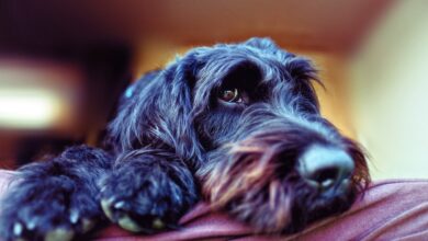 The 5 most common health problems in Labradoodles