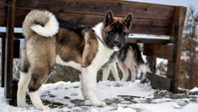 The 5 most common health problems in Akitas