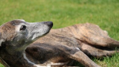 The 5 most common health problems in Whippets