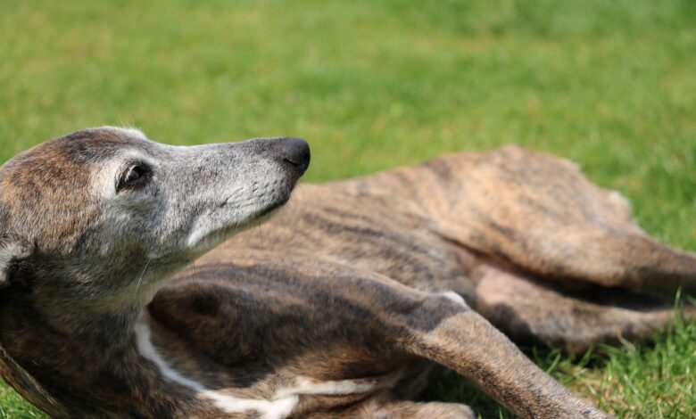 The 5 most common health problems in Whippets