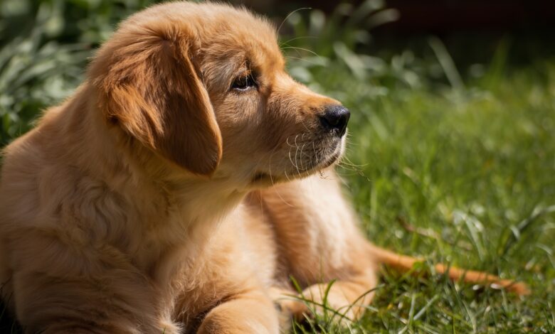 13 things to know before bringing home a new Golden Retriever
