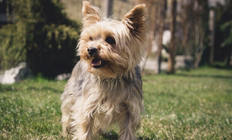 30 best foods for Yorkie with kidney disease