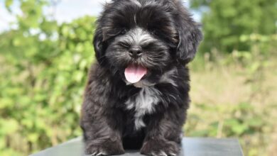 5 most common health problems in Havanese