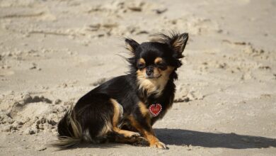 The 25 Best Foods for Chihuahuas with Arthritis