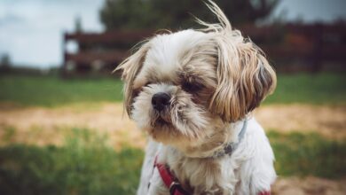 5 undeniable signs your Shih Tzu loves you