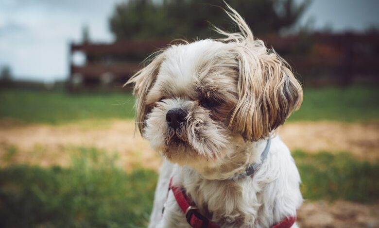5 undeniable signs your Shih Tzu loves you