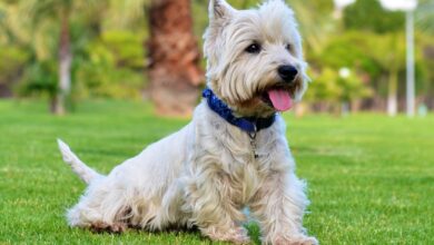 12 secrets to teaching a Westie puppy to obey