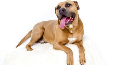 7 important tips for grooming Pit bulls