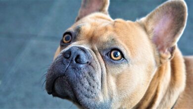 12 Secrets of Teaching French Bulldog Obedience
