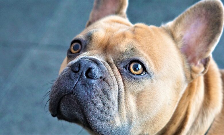 12 Secrets of Teaching French Bulldog Obedience