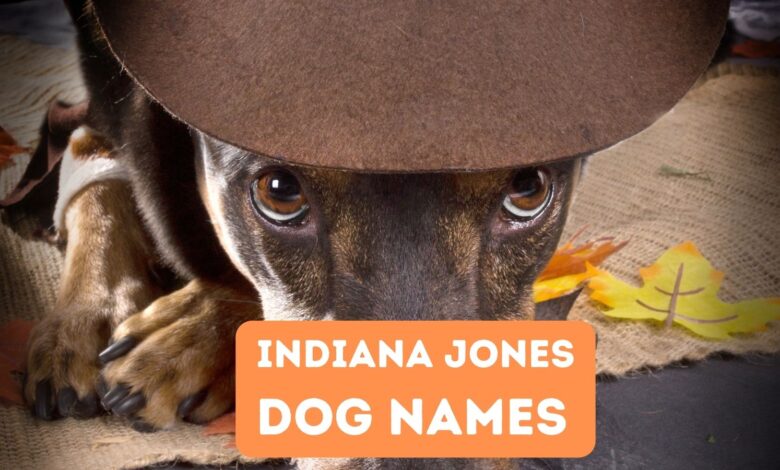 Indiana Jones dog names