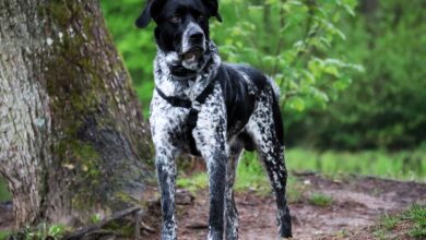 The 5 most common health problems in the German Shorthair breed