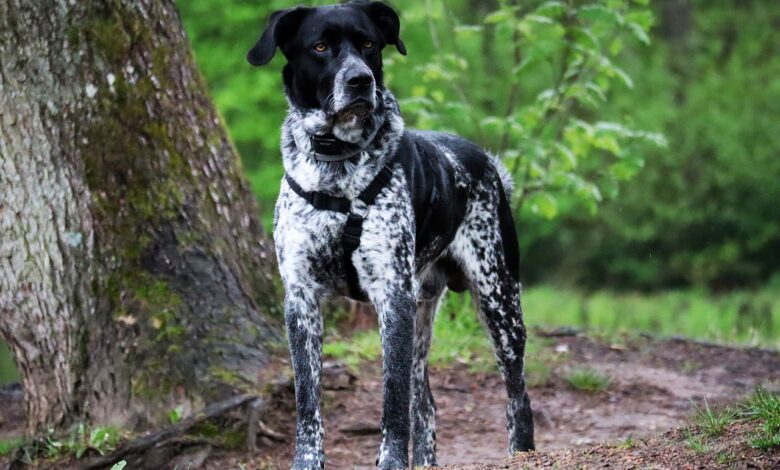 The 5 most common health problems in the German Shorthair breed
