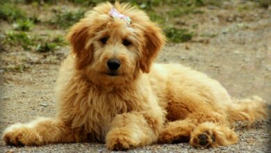 The 25 Best Foods for Goldendoodles with Allergies