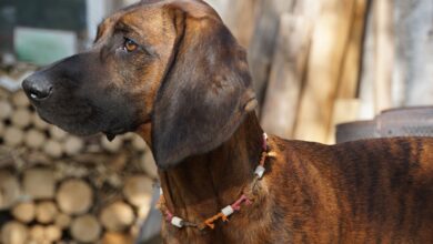 The 5 most common health problems in Bloodhounds