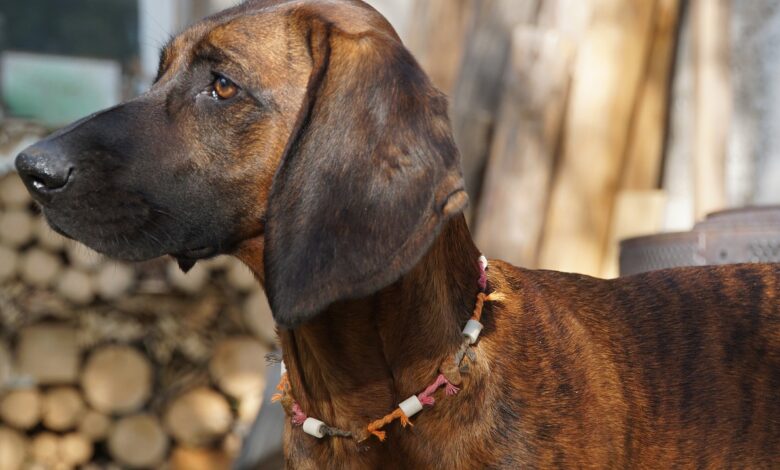 The 5 most common health problems in Bloodhounds