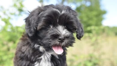 5 undeniable signs your Havanese loves you