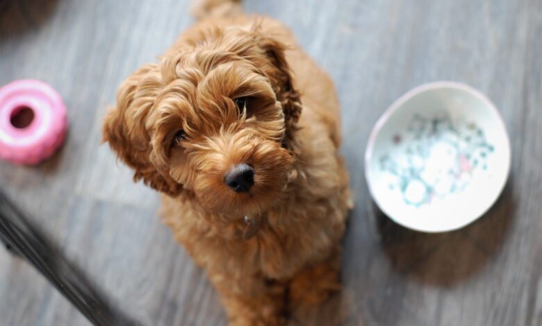 12 secrets to teaching Labradoodle dogs to obey