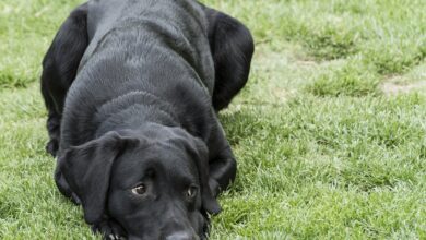 5 undeniable signs your lab loves you