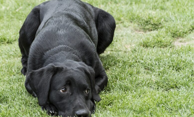 5 undeniable signs your lab loves you