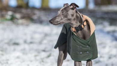 7 Strategies to Stop Protecting Your Whippet's Resources