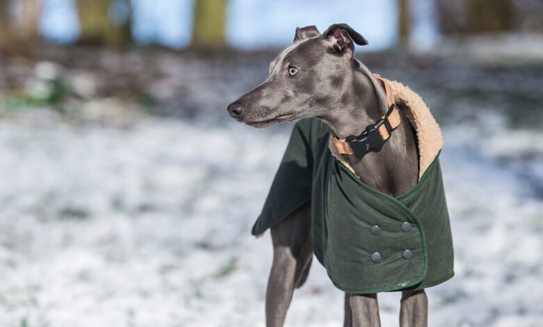 7 Strategies to Stop Protecting Your Whippet's Resources