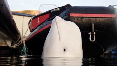 Alleged Russian spy whale Hvaldimir is in Sweden - and dangerous: NPR