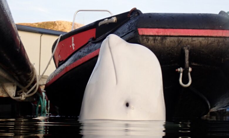 Alleged Russian spy whale Hvaldimir is in Sweden - and dangerous: NPR