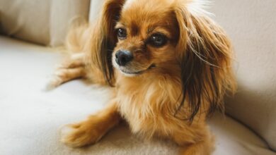 7 Strategies to Stop Protecting Your Papillon's Resources